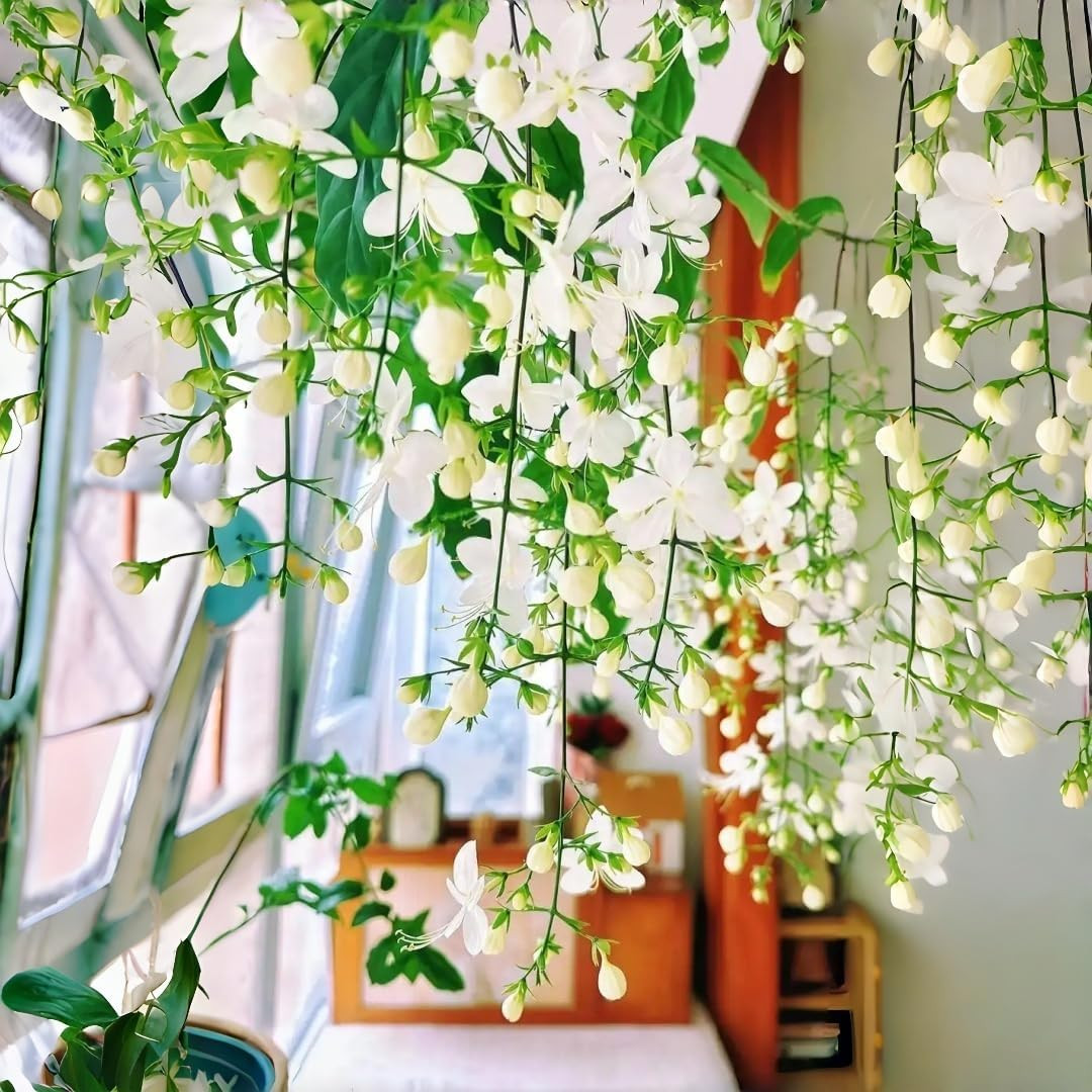 285+ Evergreen Climbing Jasmine Seeds, Perennial Fragrant, Low Maintenance, f…