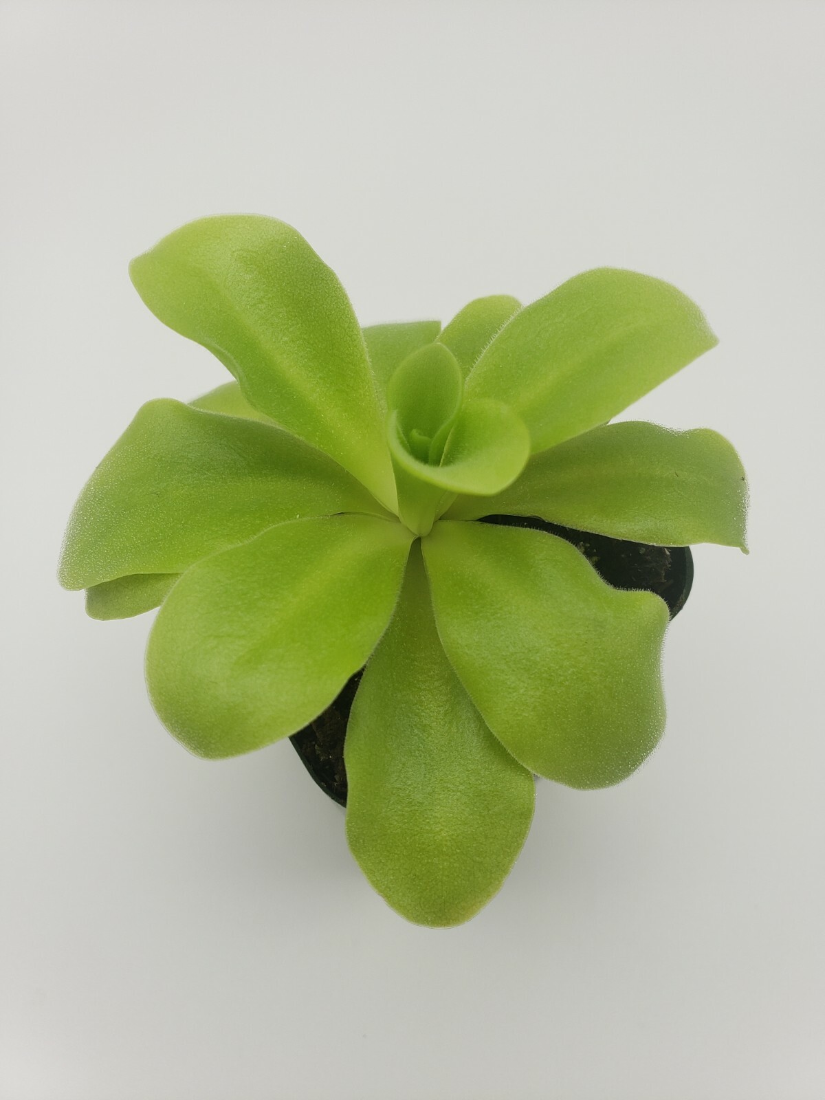 Pinguicula agnata ‘El Lobo’ x Huahuapan- Carnivorous Plant – Butterworts