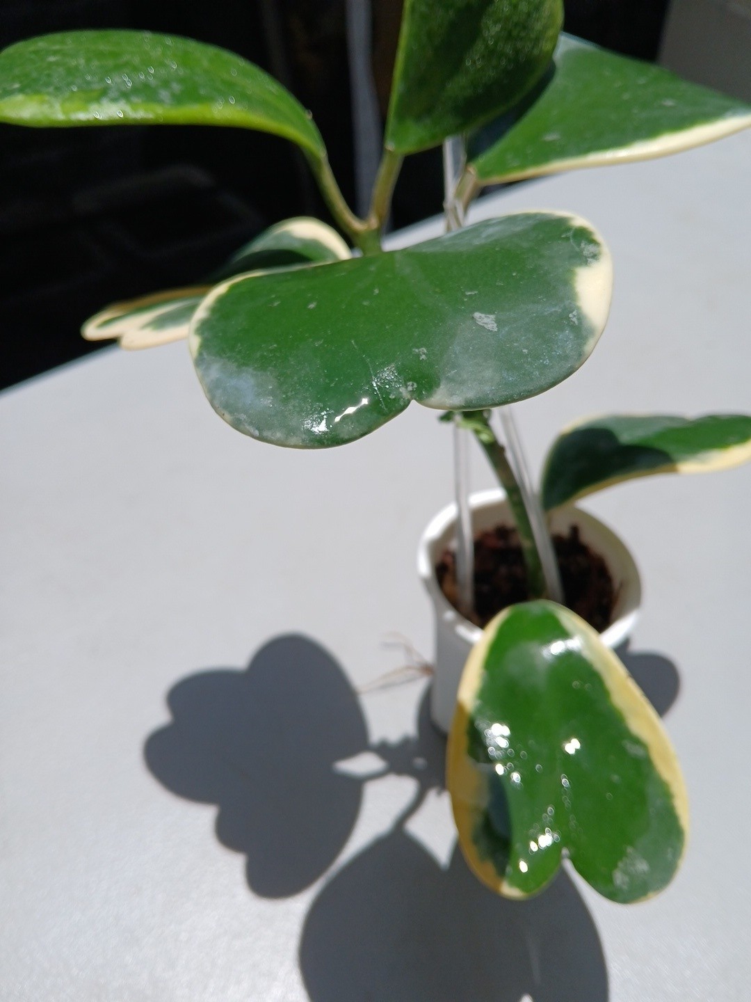 #913- HOYA KERRI VARIEGATED LIVE PLANT, LARGE LEAF, LARGE PLANT,