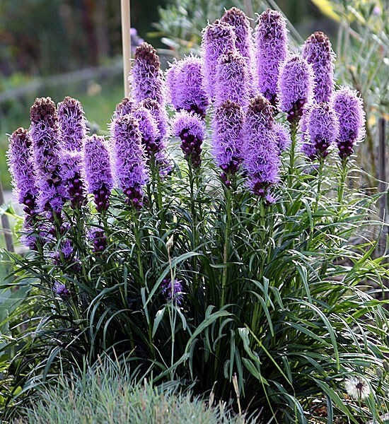 Liatrus Kobold Live Plant in a #1 Container