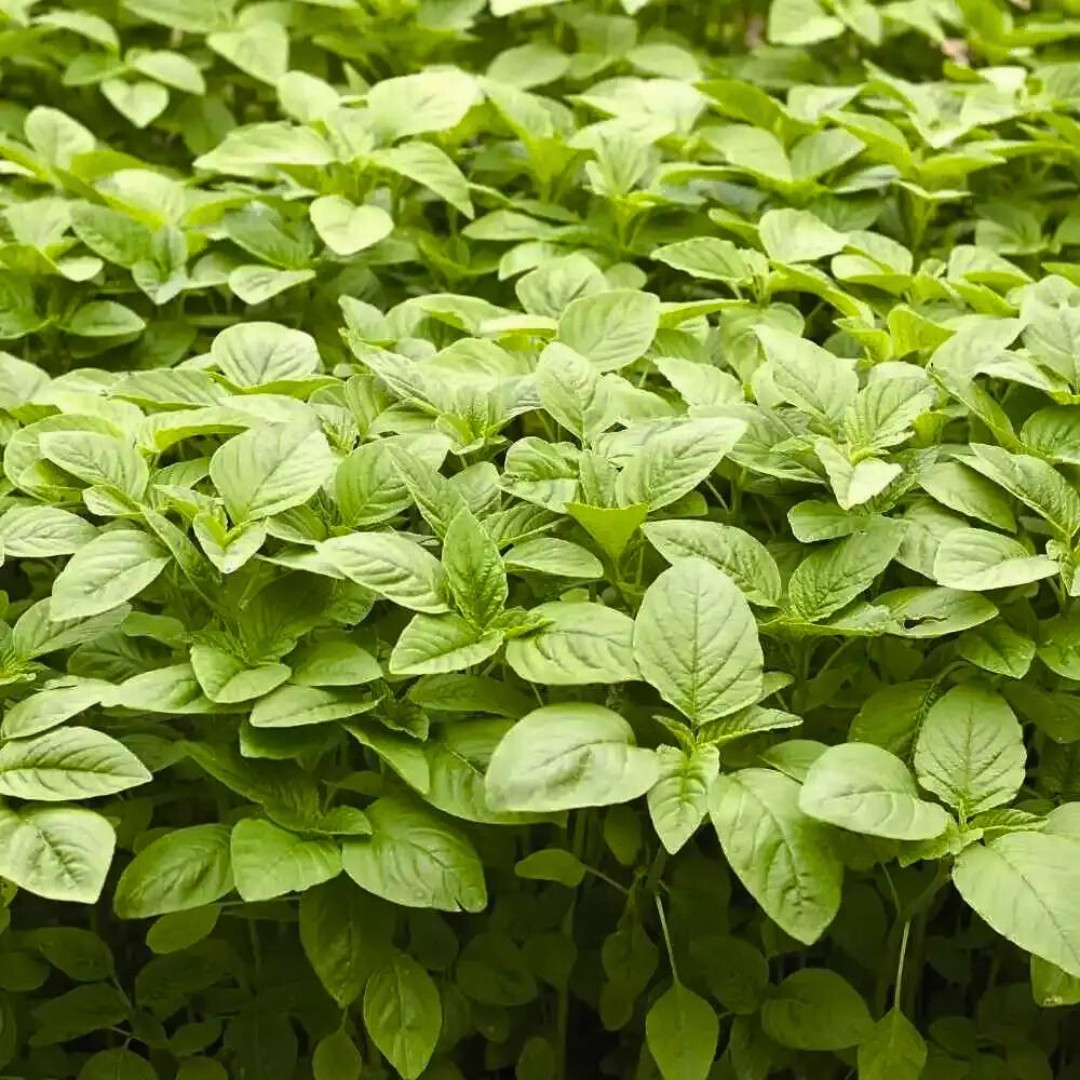Fresh Green Leaf Amaranth Seeds | Lu Hsien | Heirloom Non-GMO | Asian Vegetables