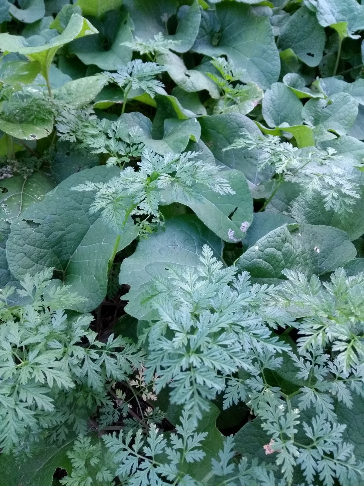 25 Large Burdock Arctium Lappa Plant Seeds Vegetable Japanese Garden