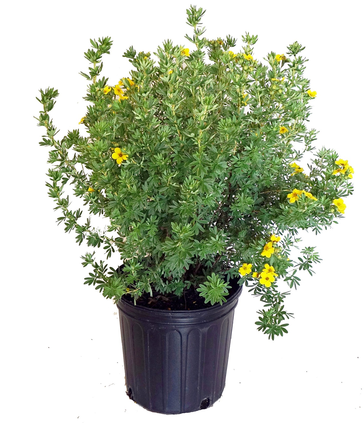 Green Promise Farms Potentilla Frut. Gold Finger Cinquefoil Shrub Bright Yellow