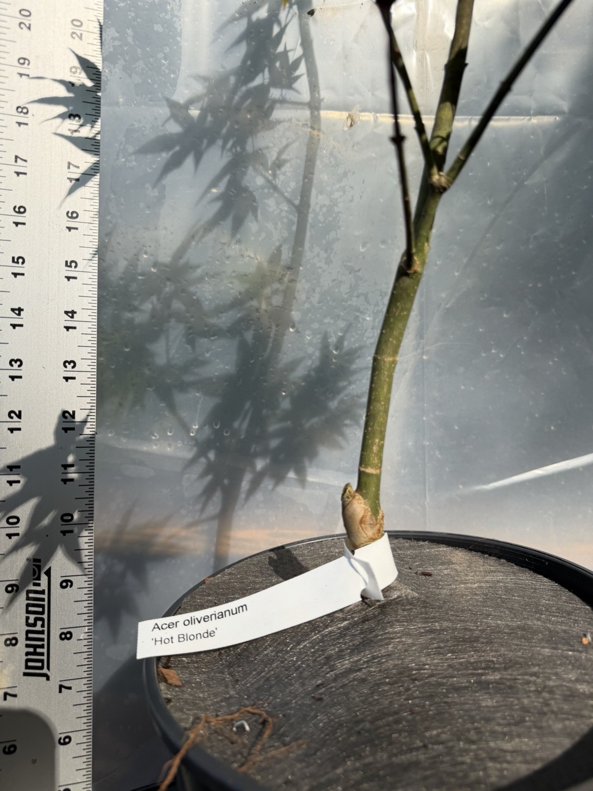 2g Hot Blonde, Japanese Maple