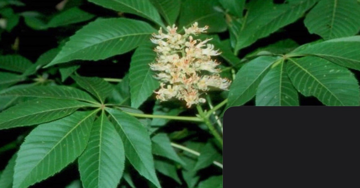 Ohio Buckeye (Aesculus glabra) 1-2 year old tree sapling bare root plant 2 Sent