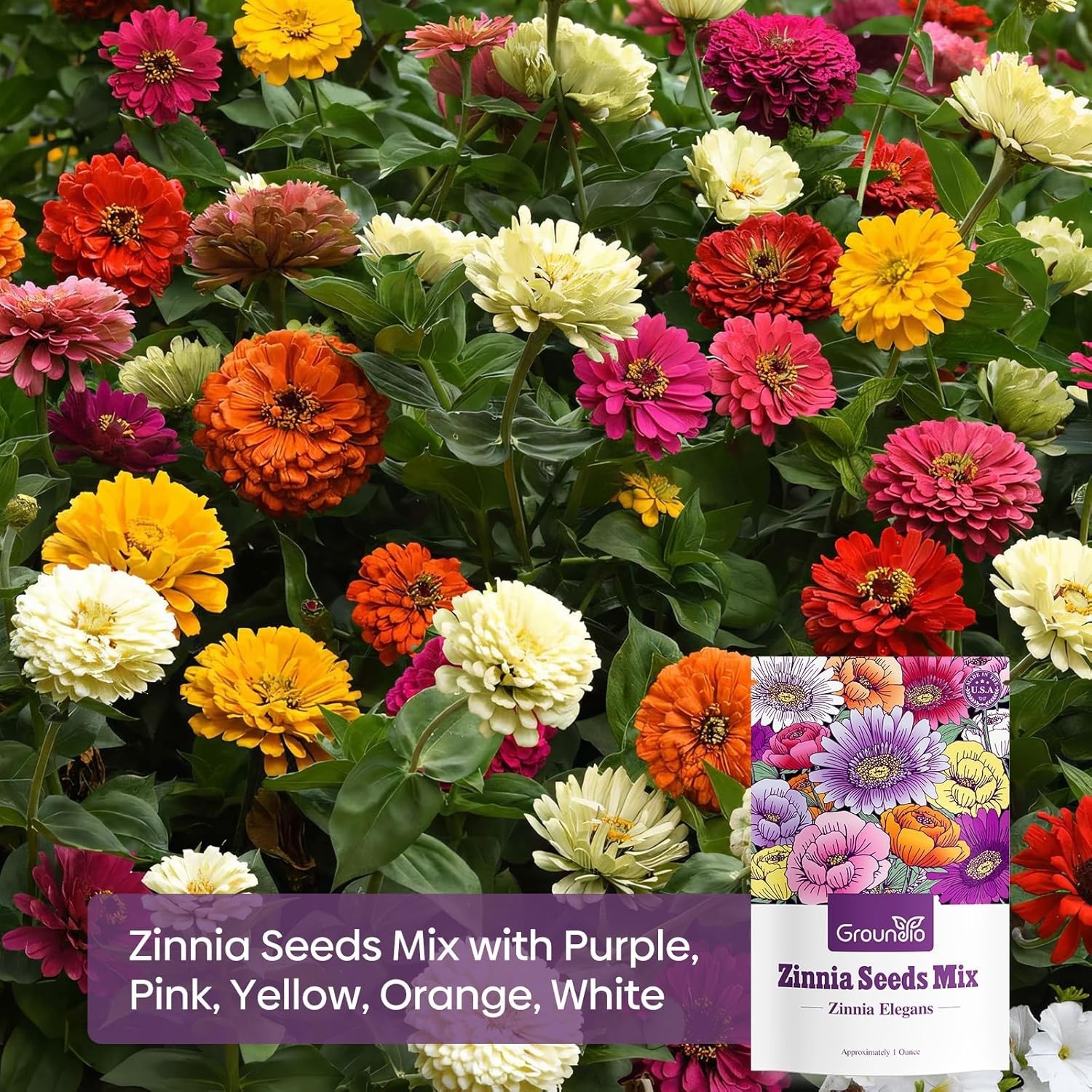 Germination Guaranteed Zinnia Seeds – 3,000 Count for Spring to Fall Garden