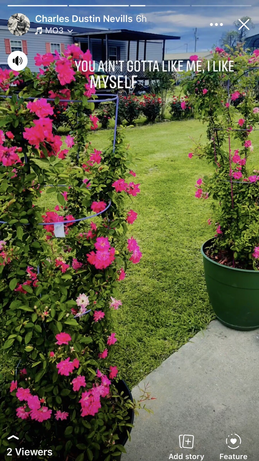 Peggy Martin Rose Cutting ‼️ (6) 10 Inch Cuttings ‼️