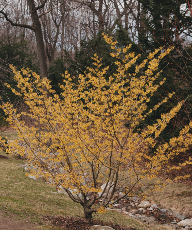 2 Live Witchhazel Plant, Hamamelis virginiana, 8” Tall, 4” Pot, Deciduous Shrub