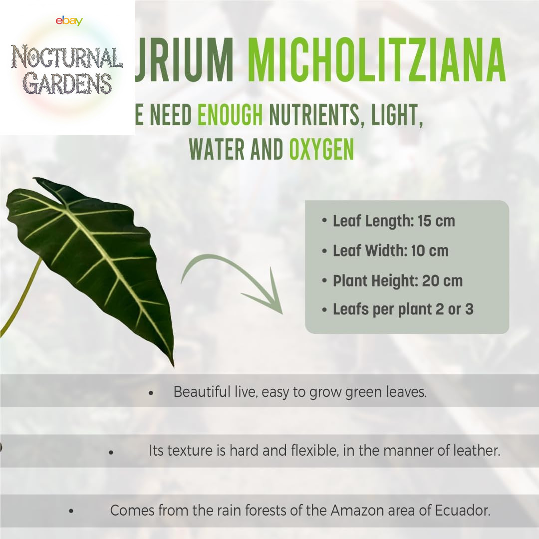 Alocasia Micholitziana (2 Pack) | Exotic Green Velvet Zebra Plant | Live Indoor