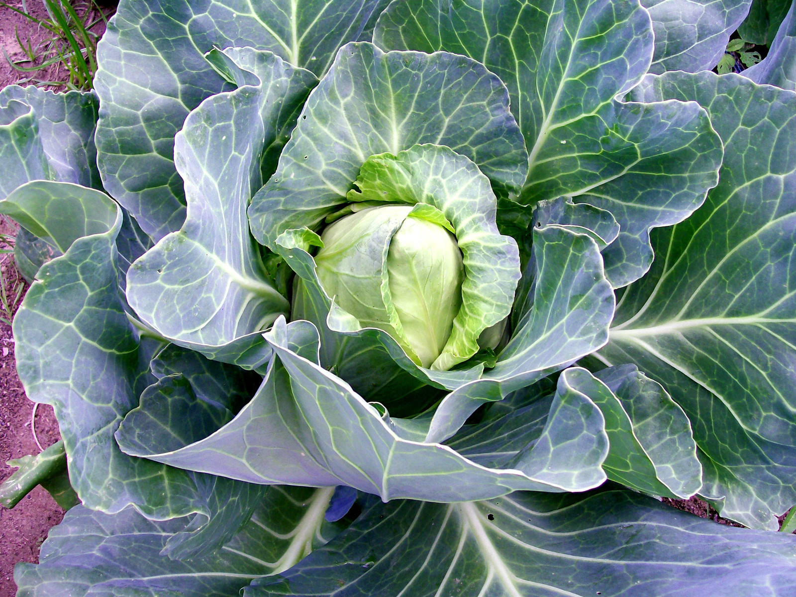 Early Jersey Wakefield Cabbage Seeds – 1000+ Count – For 2026 Planting Pointed