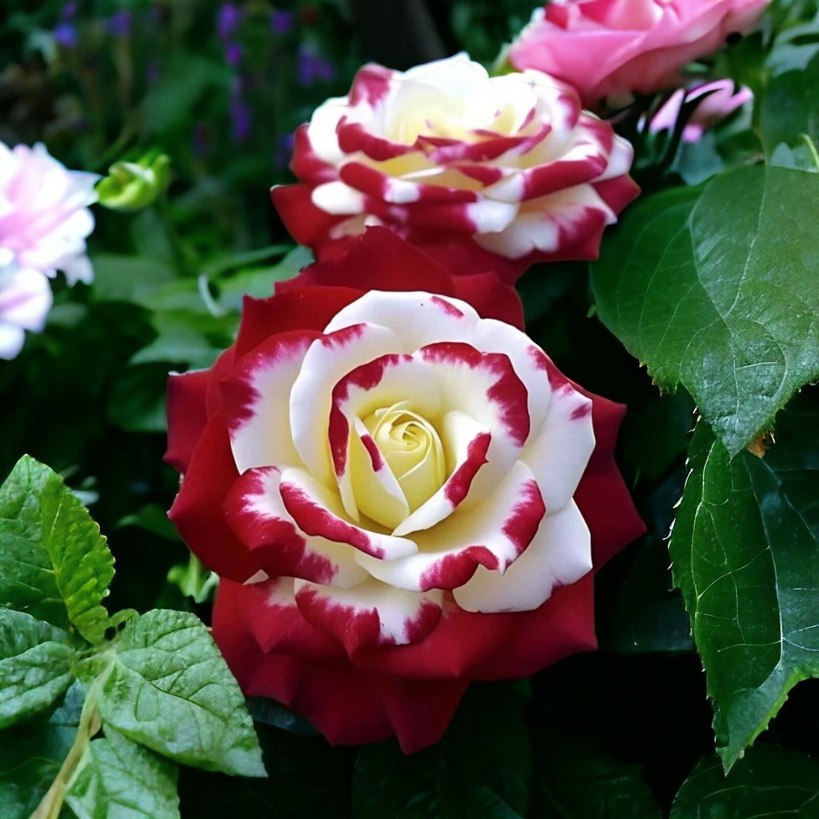 Non-GMO 20pcs Rare Twin Roses Seeds – Heirloom Variety with Stunning Sunset Hues