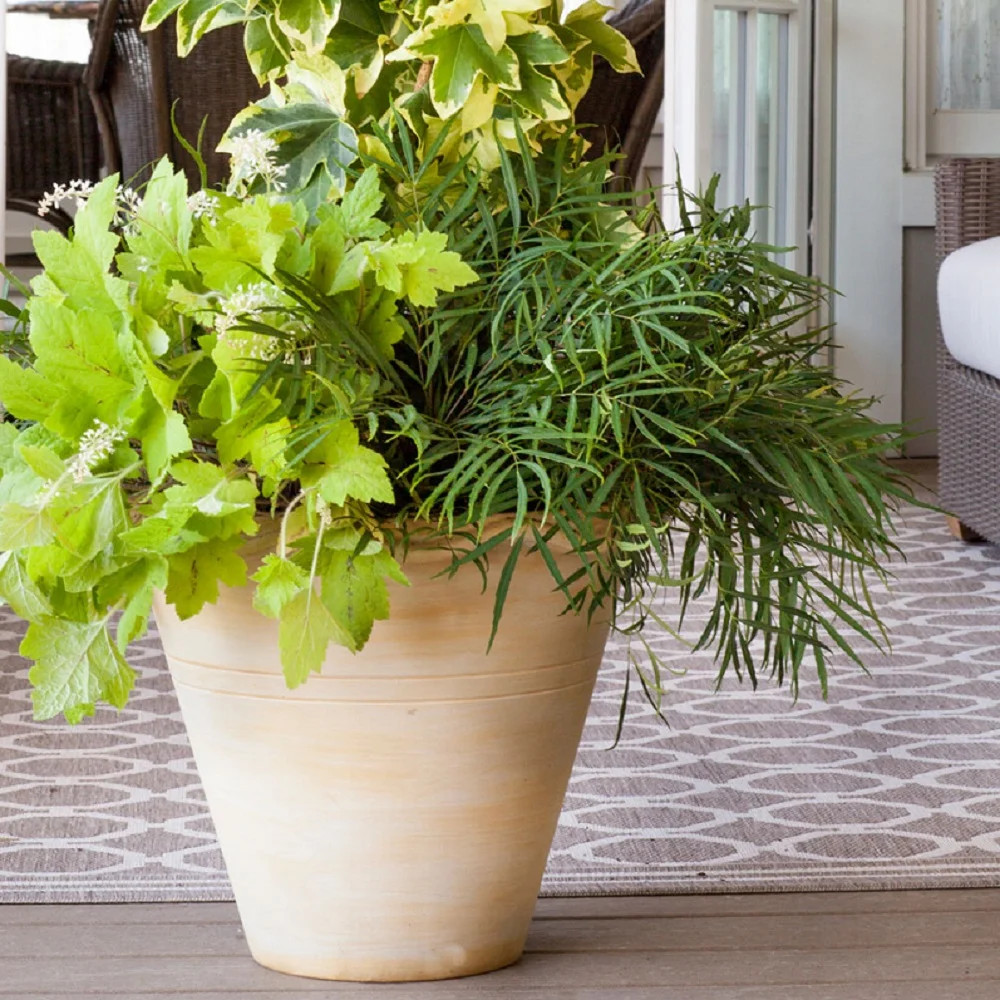 Soft Caress Mahonia Live Shrub in 2.5-Quart Grower Pot