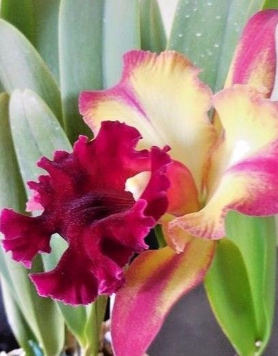 5+ Live Orchids (Cattleya,Oncidium,Dendrobium,Vanda,Phalaenopsis)