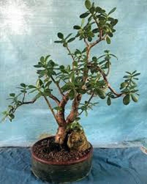 Crassula Ovata Croby’s large Jade Plant: 1- Live, Succulent + Bonus 17″ to 24″