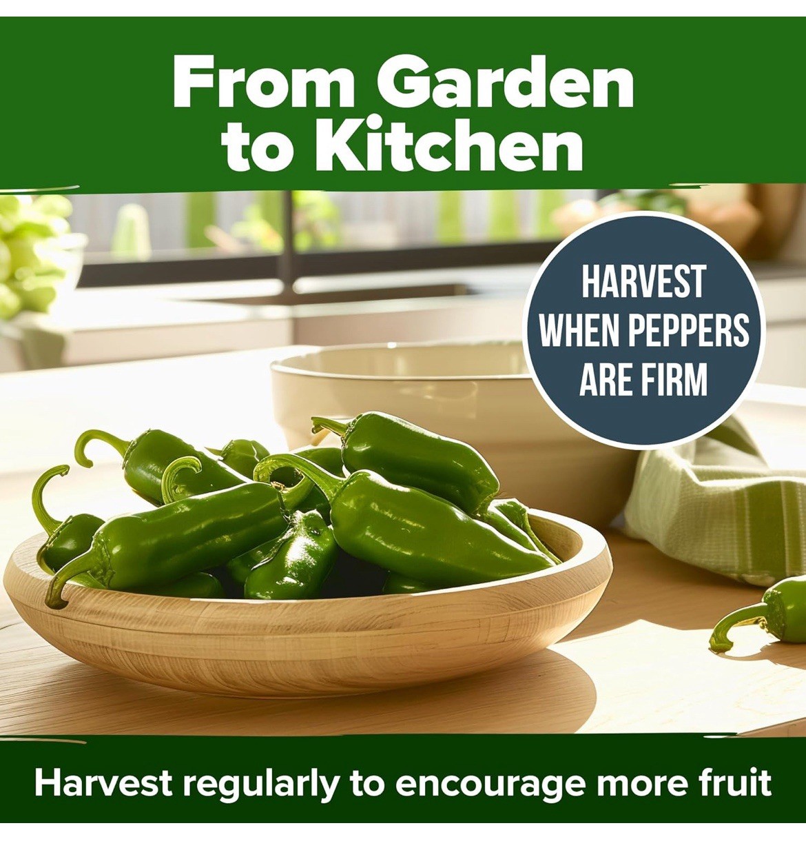 🌶️Early Jalapeno Pepper Seeds 🔥25+ Hot Spicy Salsa Garden Heirloom Non-GMO