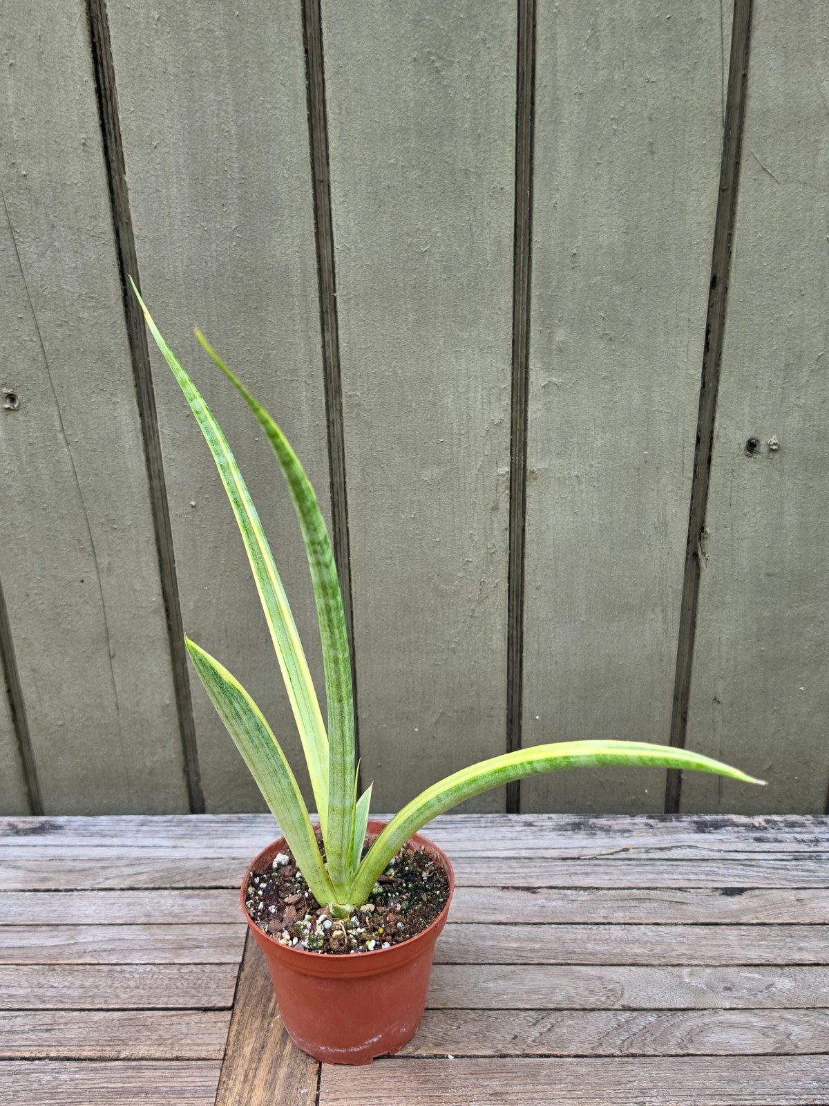 Sansevieria Uganda silver variegated rare succulent plant 4”pot