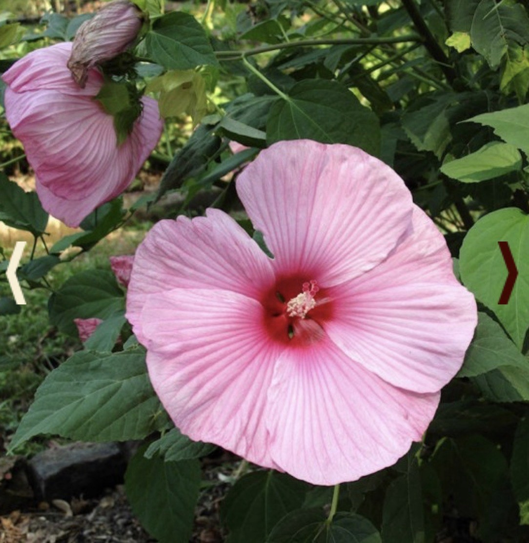 6-12” tall pink Rose Mallow root base dormant