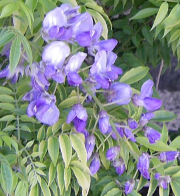 Wisteria Kofuji Pre Bonsai Dwarf Kifu Fat Trunk Purple Flowers Tiny Leaves