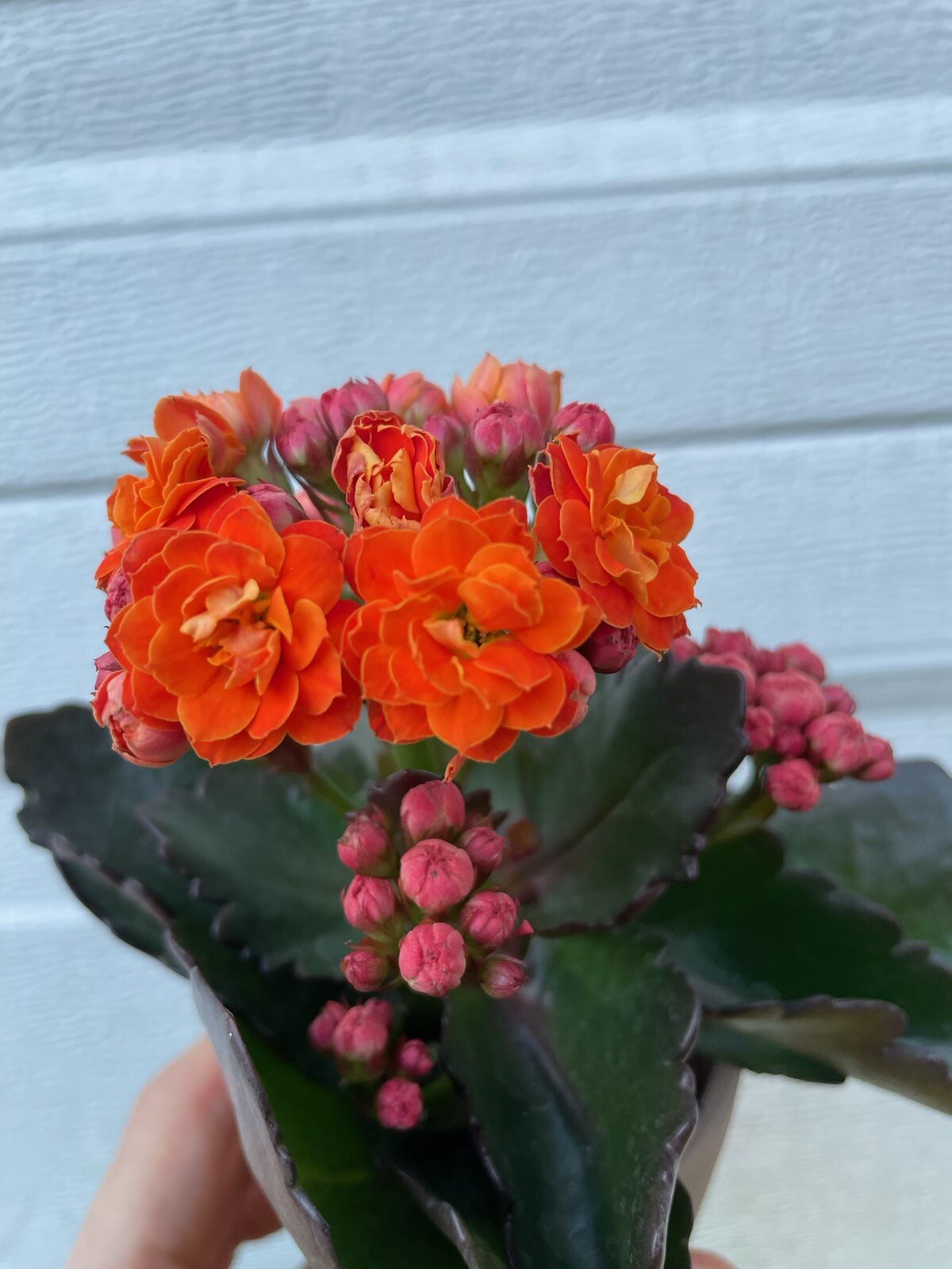 Assorted colors Florist Kalanchoe live plant well rooted Calandiva Plants