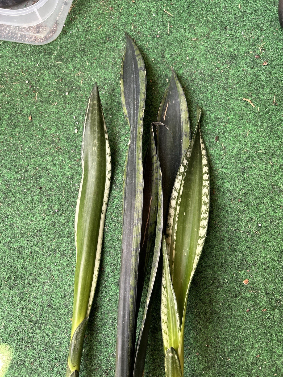 EXACT Sansevieria ‘Whitney’ 20” tall rooted healthy live snake plant With Pups