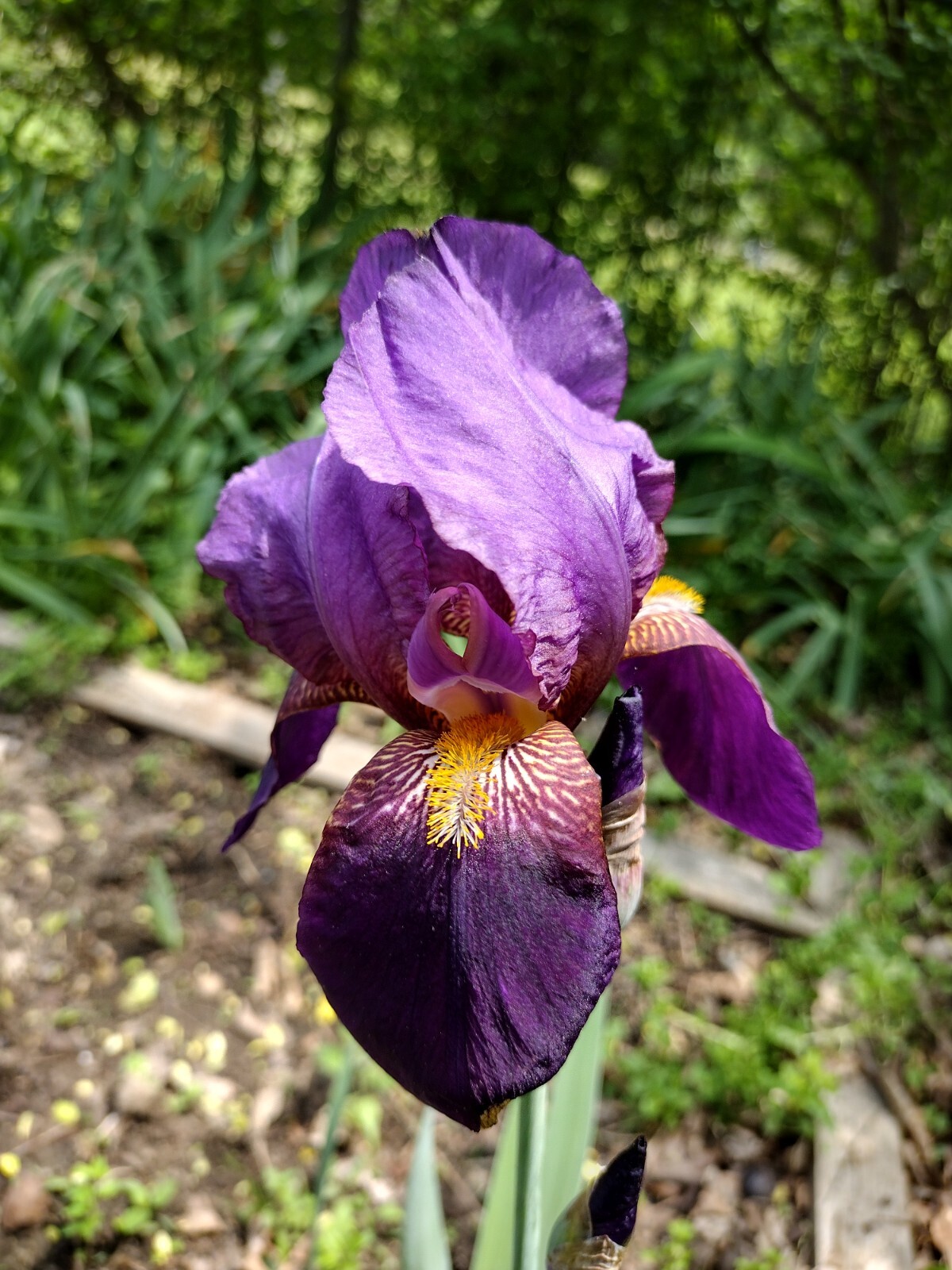 7x MIXED VARIETIES/COLORS IRIS BULBS RHIZOMES Fresh
