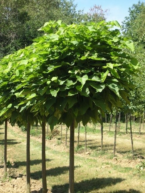 Catalpa tree qt. pot