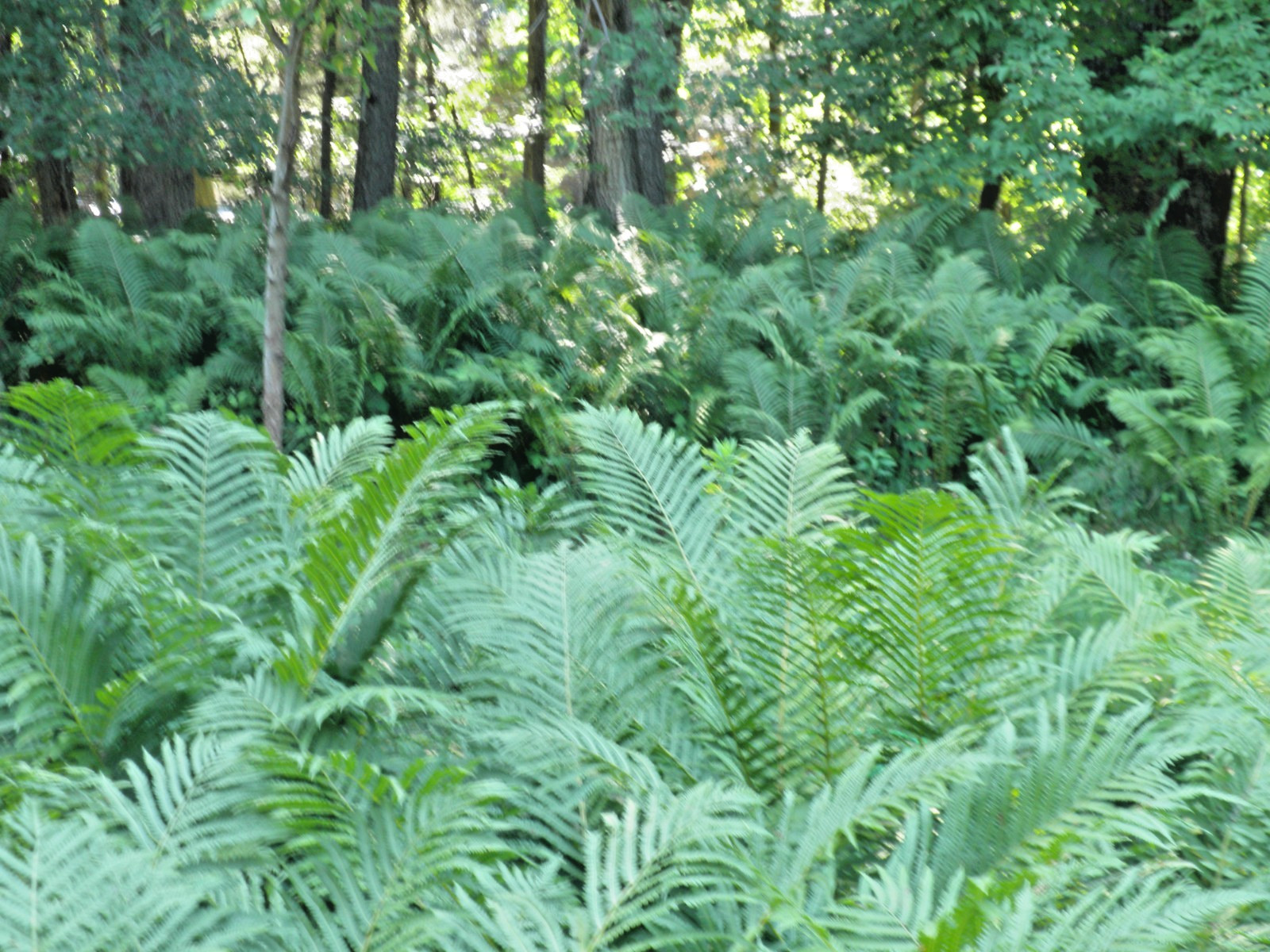 Ostrich (Cinnamon) Fern Crown Home Grown Woodland Bare Root Fern