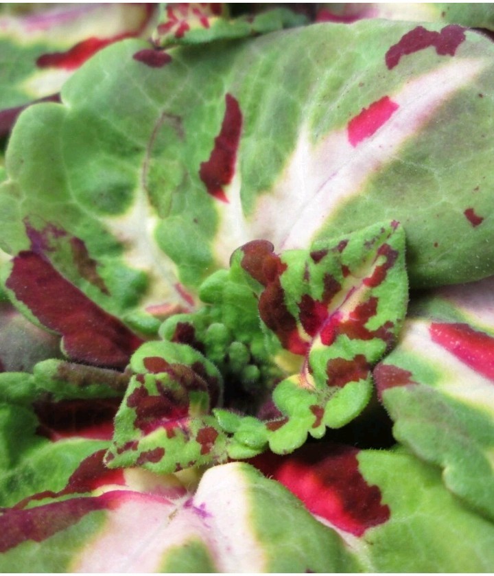 COLEUS KONG MOSAIC Live 5 Plants Plugs 2 3 Inches 2 3 Leaves Seedlings