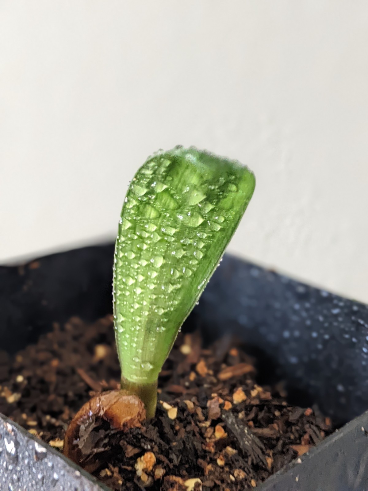 Clivia Seedling ~ Rudo Lotters Peach/Pink, Self-pollination, FREE Shipping