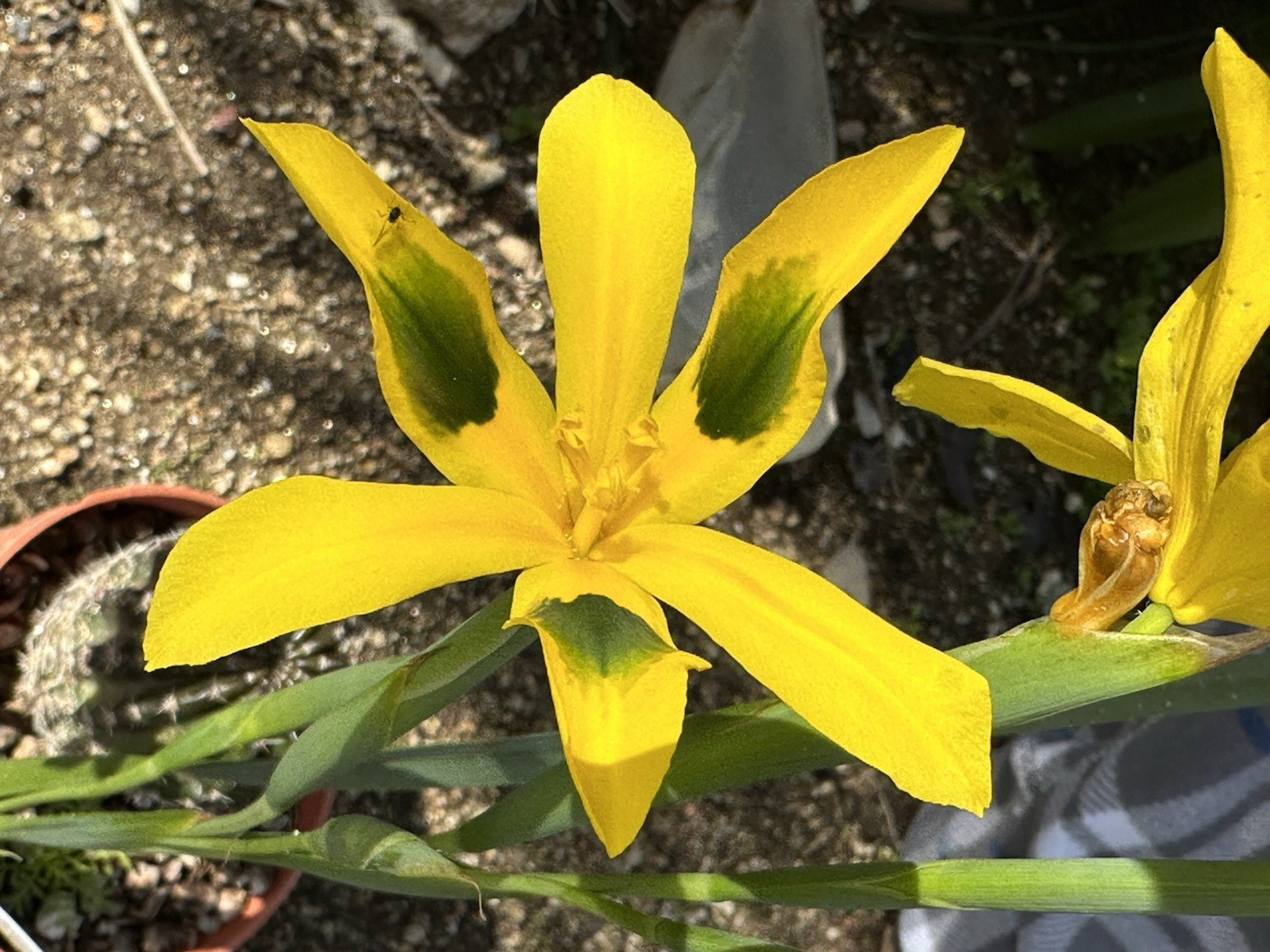 Moraea Elegans very rare 10 fresh 2024 harvested seeds Winter/spring Flowers