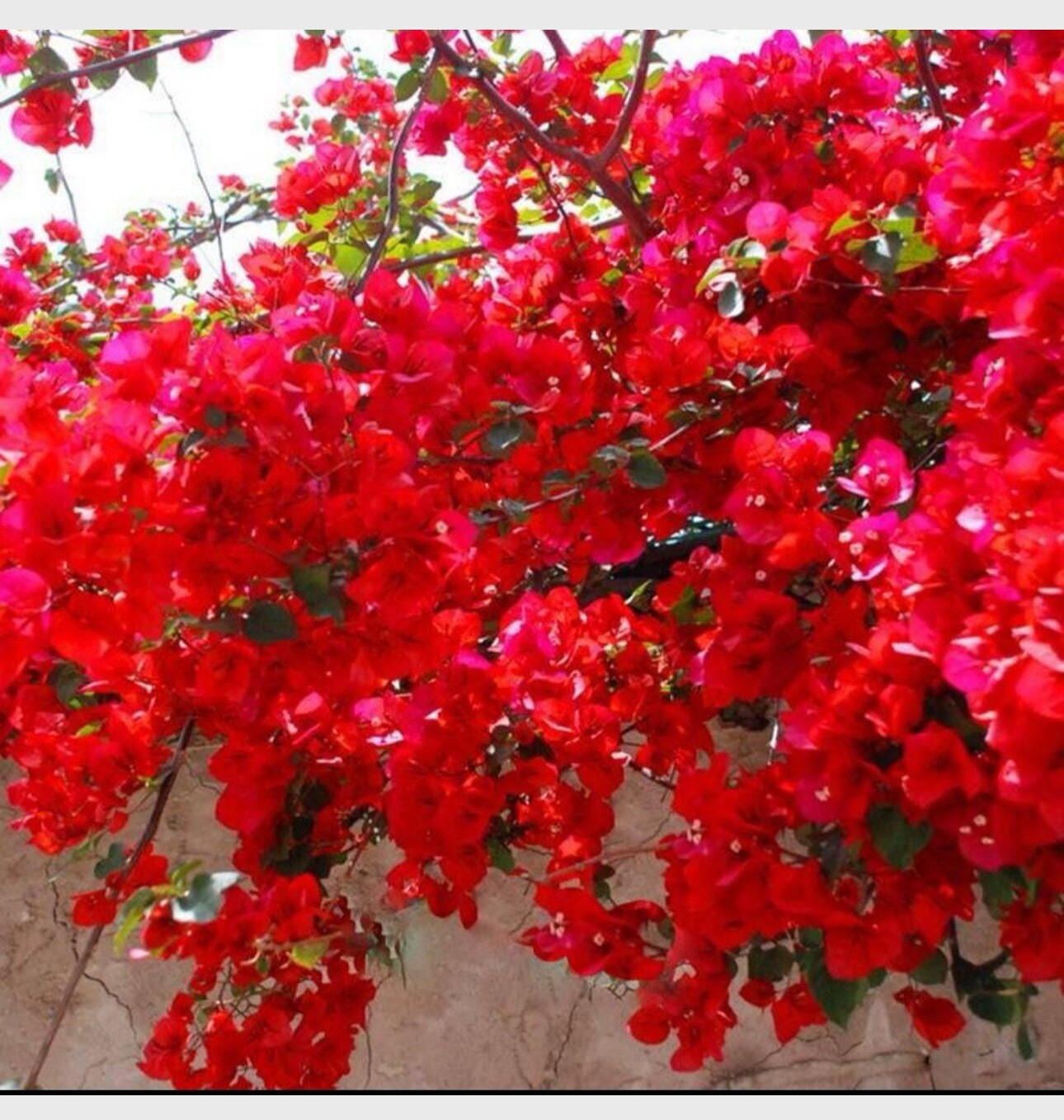 4” Pot of SPECTABILIS RED Rooted Bougainvillea Plant-Height & Fullness Varies