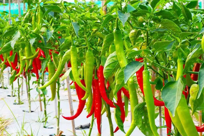 HOT LONG RED CAYENNE PEPPER- ỚT CHỈ ĐỊA ỚT CAY -Non GMO- |High Germination Rate|