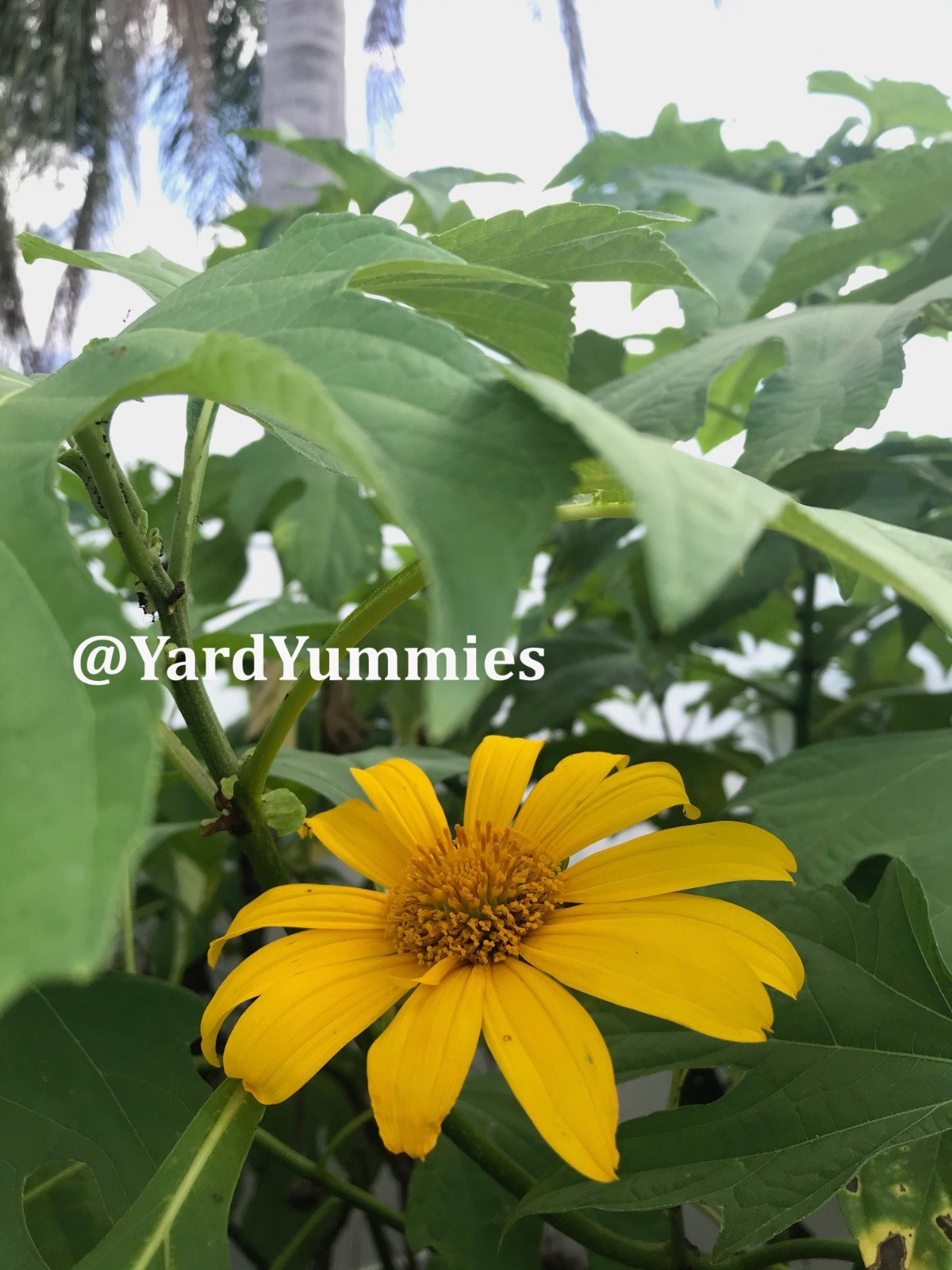 Mexican Sunflower Cuttings (Unrooted) Yellow Flower- Permaculture Chop & Drop