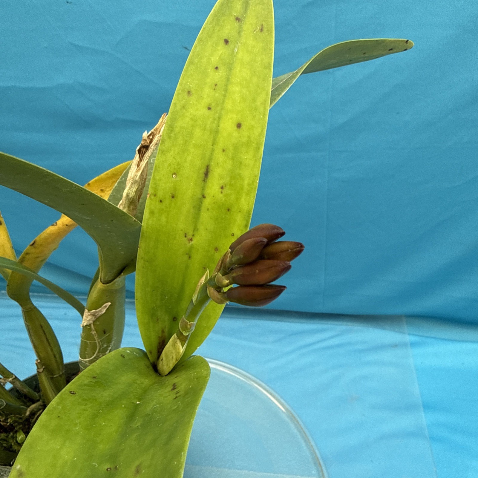 Cattleya Lcn Pauka’a Earl Reid Fragrant Blooming Red Orange Purple Orchid 9” Pot