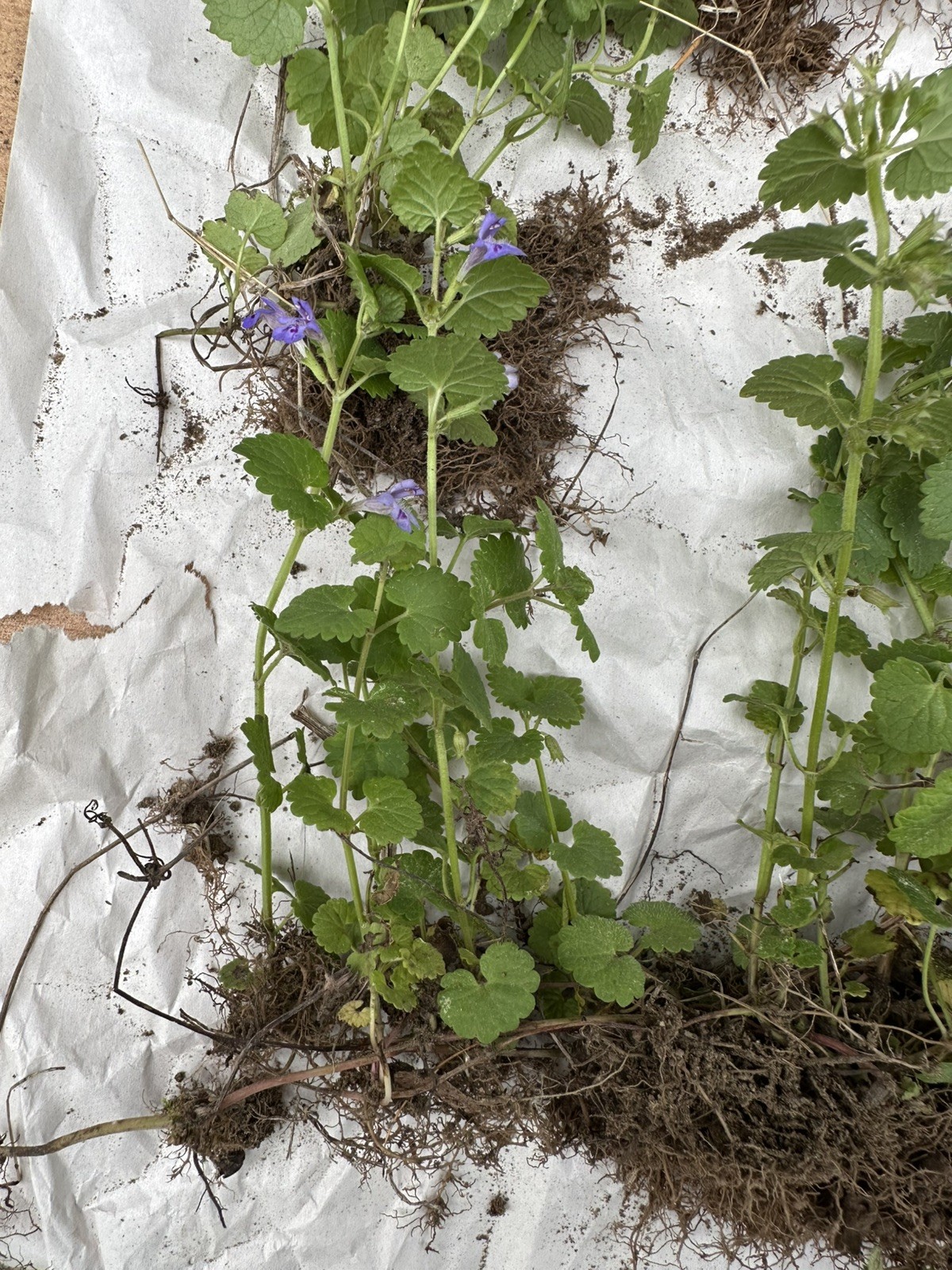 Creeping Charlie Plant Evergreen GROUND IVY Glechoma Hederacea live vine plant