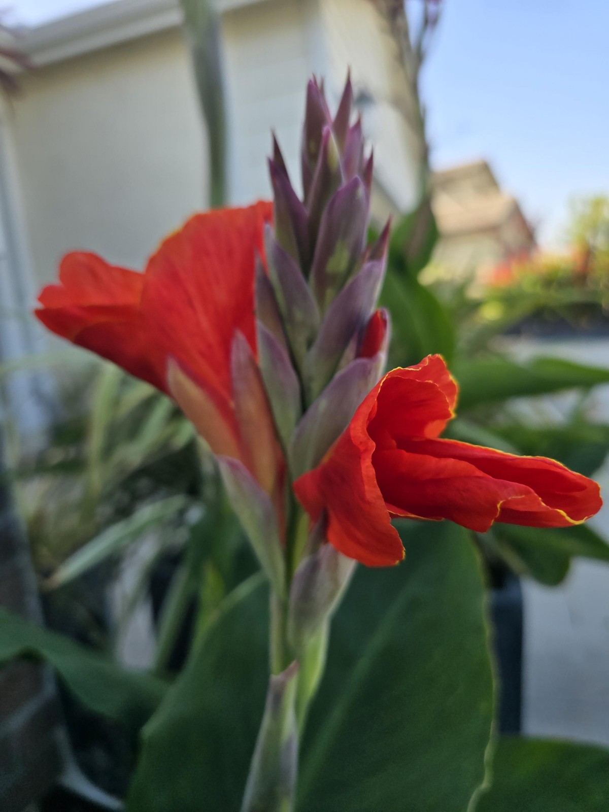 Red Canna Lily ‘President’ Rhizomes – Striking Tropical Blooms – 4-Rhizomes