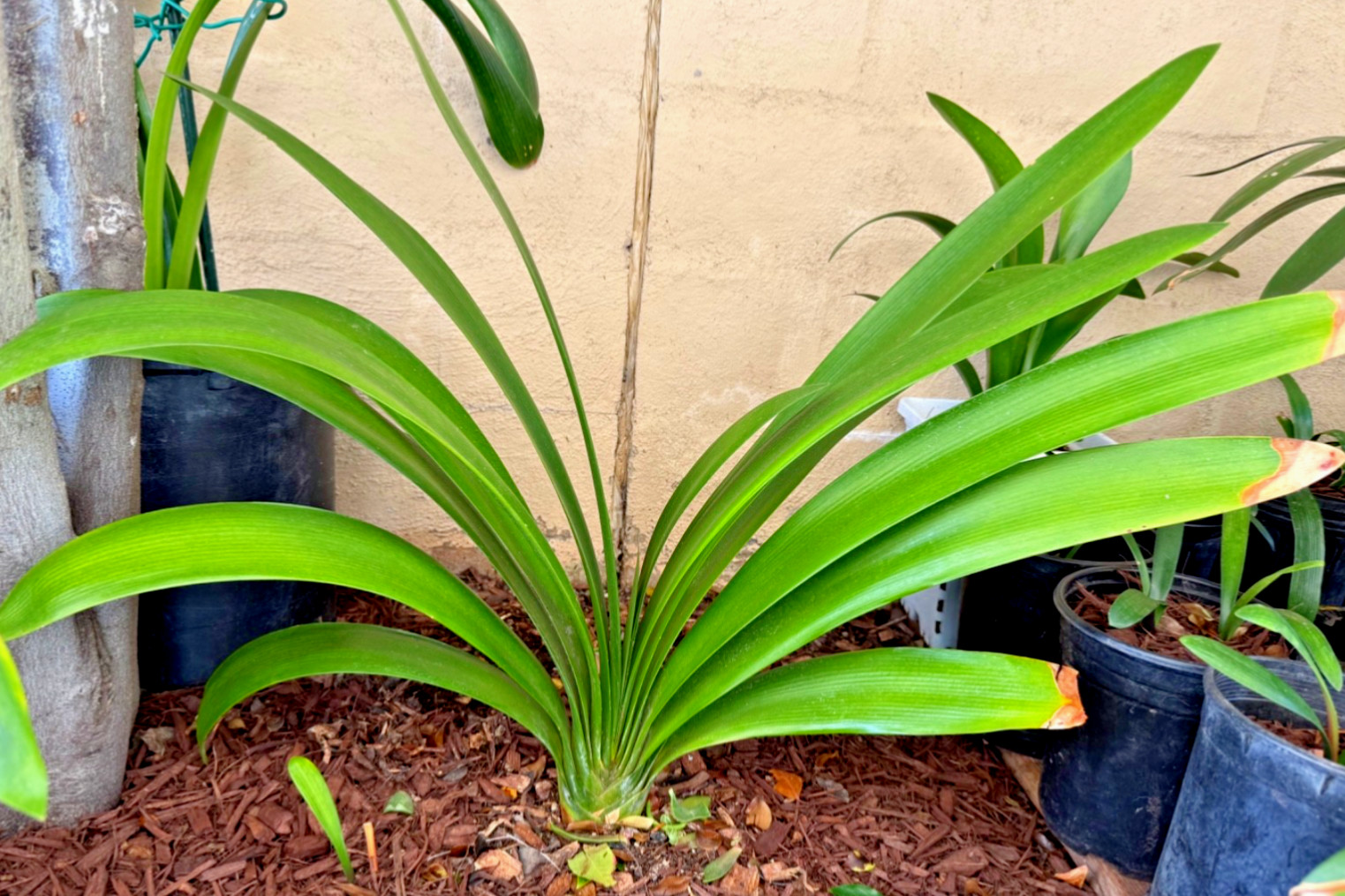 1 Large, Mature Clivia Miniata Plant, Bush Lily, Orange Flowers, 16 Leaves, 27”W