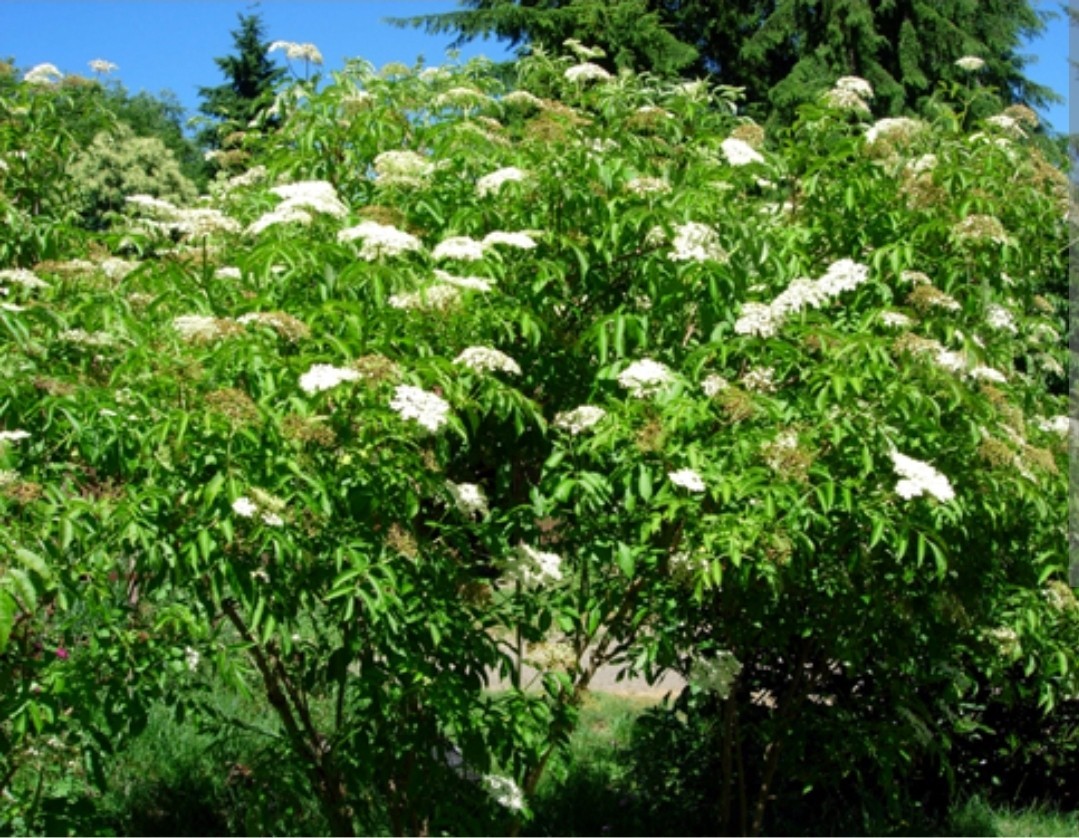 Live American Elderberry Cuttings – Sambucus Canadensis – Organic READY TO GROW
