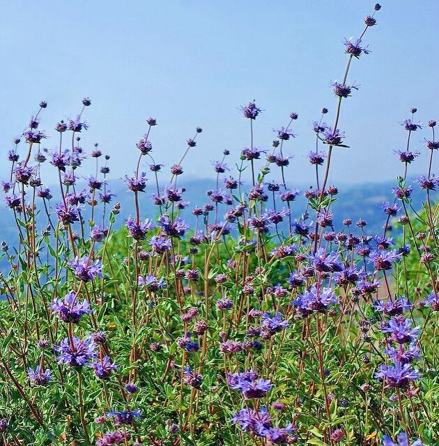 Salvia Clevelandii Blue Purple Cleveland Sage 7 Live 6″ Flower Plant Cuttings