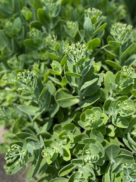 Sedum – Autumn Joy