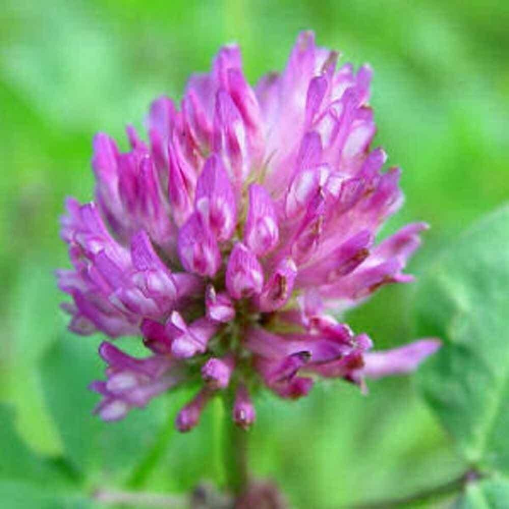 12 oz Red Clover
