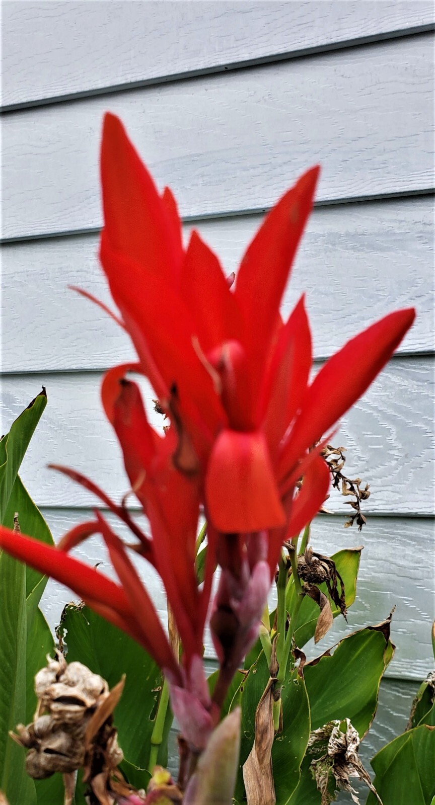 15 Red Canna Lily Seeds 2025 for 2026 Season Flower Tender Perennial