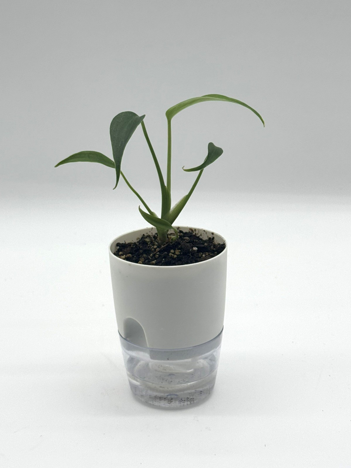 Monstera Burle Marx Flame 4″ selfwatering Pot indoor houseplant