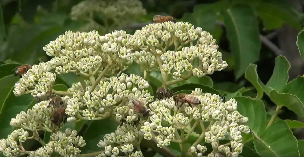 Korean Evodia | Bee-Bee Tree (Tetradium daniellii) Honeybees & Apiarists delight
