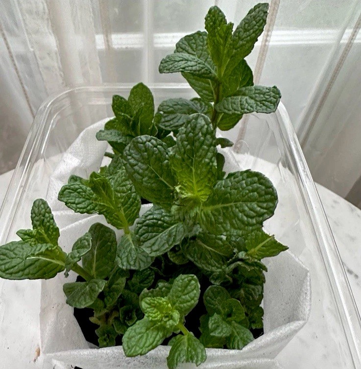 12 Live Spearmint Plants – Fresh Culinary Herb – Rooted Starter Plugs – Non-GMO