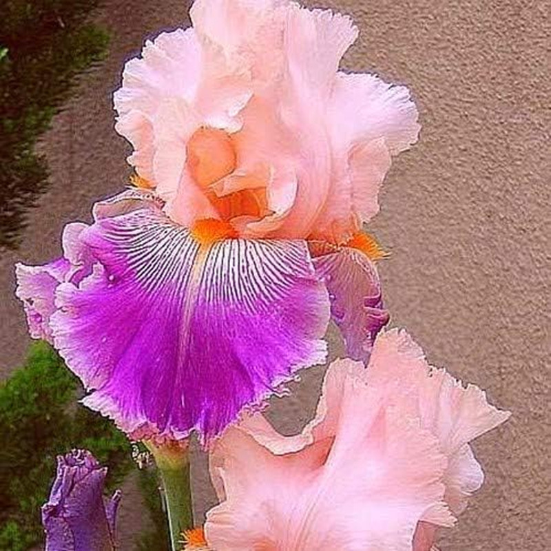 35 Rare Heirloom Iris Seeds – Colorful Mixed Flower Garden Blooms Multi-Variety