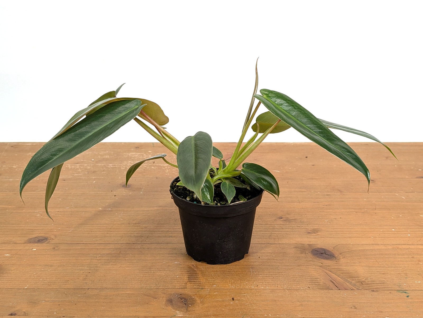 Philodendron Spiritus Sancti – 4 inch and 6 inch Pots – Rare Exotic Plant