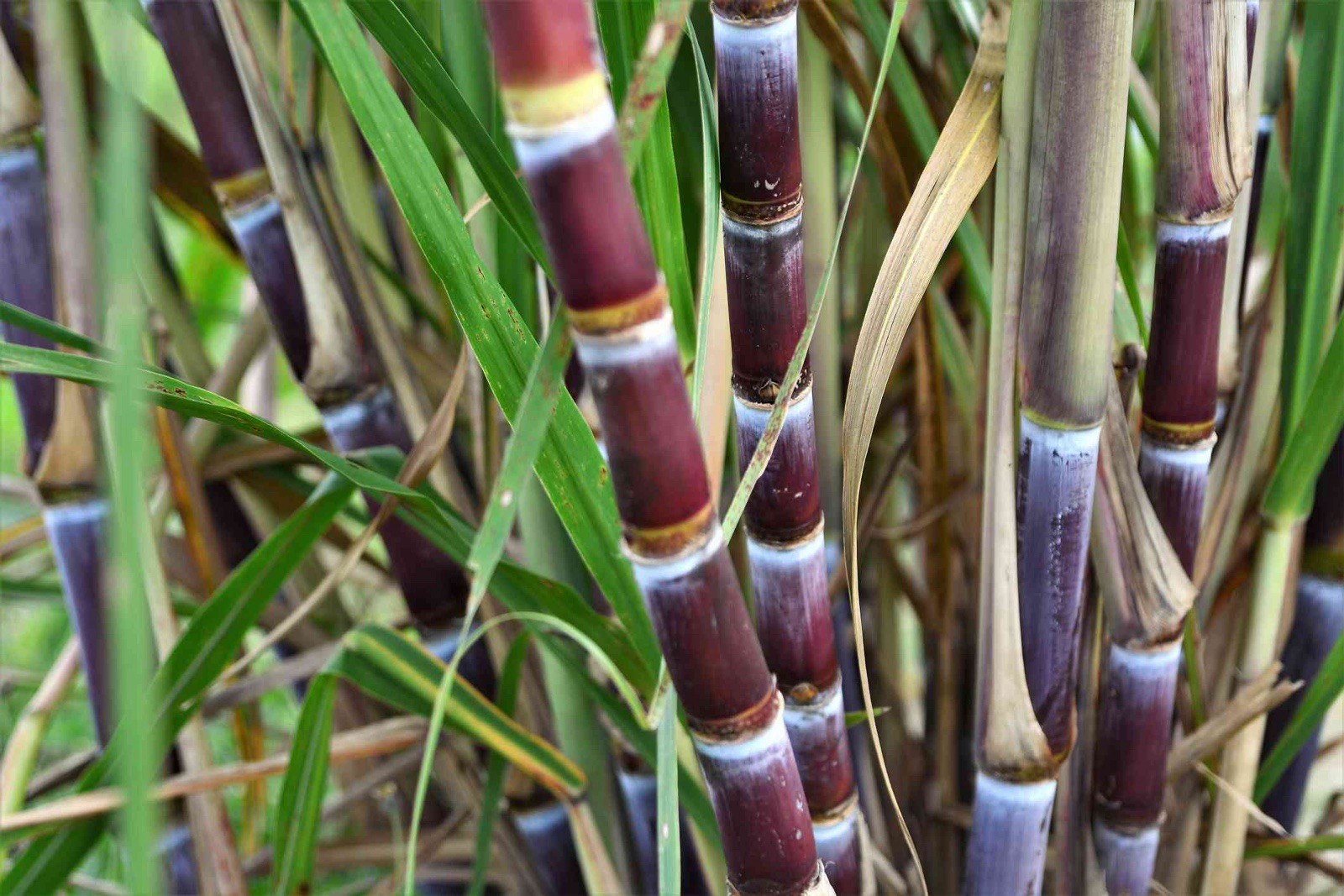 2 Cutting (2 Nodes Each) Sugarcane Sweet LIVE PLANT Fresh