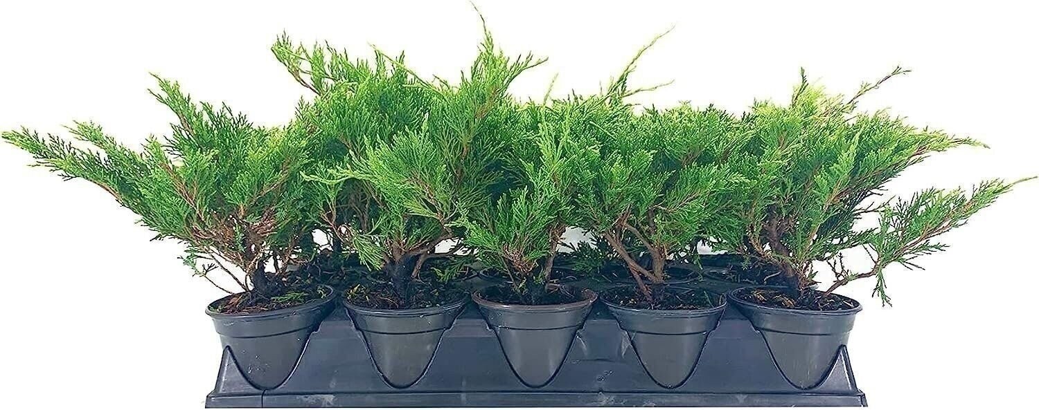Juniper Monna Sierra Spreader | 4 Inch | Drought Tolerant | Evergreen