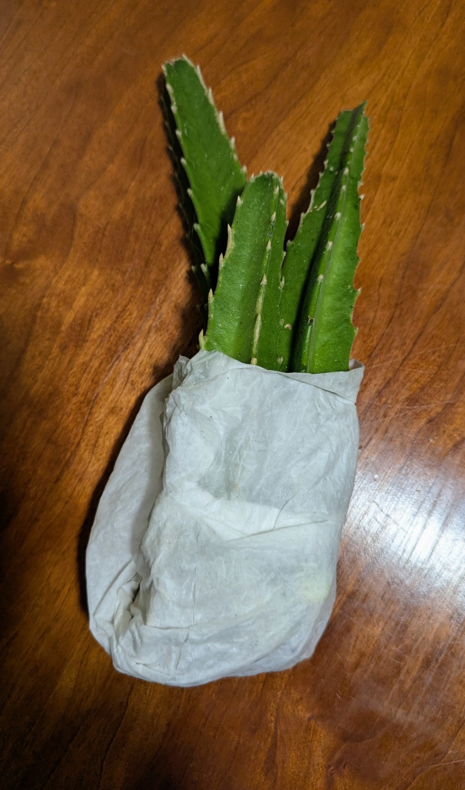 Star Fish Cactus Rooted No Soil Cutting Plant Stapelia Gigantea Live Plant